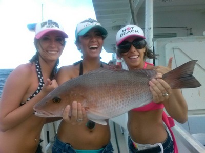 Nice mangrove snapper