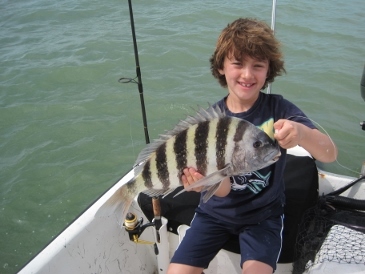 19-inch sheepshead on shrimp