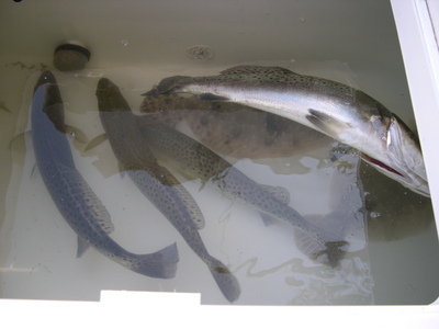 Trout season is open!