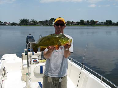 6lb Peacock Bass on fly