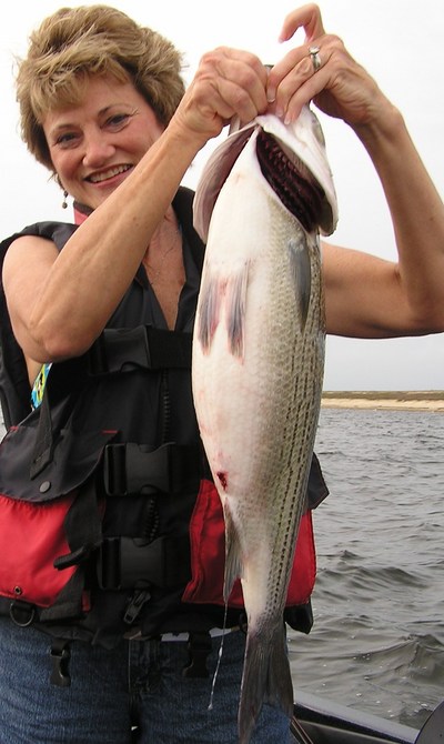 this striper was mixed with largemouth and crushed a DD22