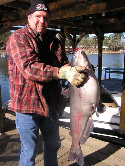 Big cats moving shallow as S.W. LA fishermen Richard Guillory (pictured) and Dennis Raggo caught this 47 lb. blue cat in Toledo's Indian Creek. The monster cat hit a live carp in 12 ft. of water.