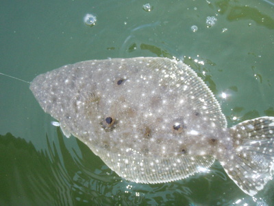 flounder st petersburg