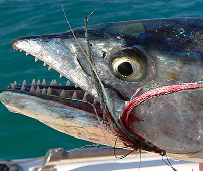 With all the Sierra in the area dont forget to use wire!