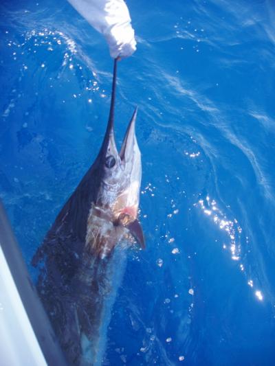 Sailfish Release