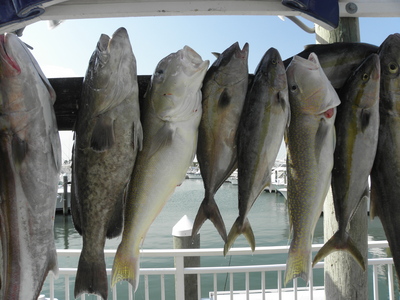 Tilefish is always an option!