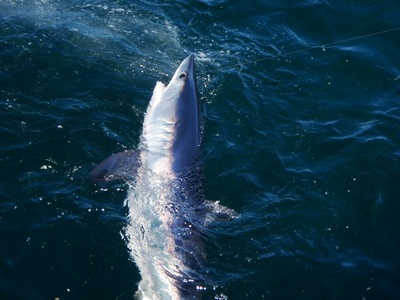MAKO SHARK