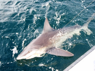 Long island NY Offshore Shark Fishing