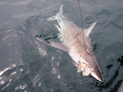 125 lb. Dusky shark