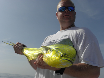Mahi on the Mango