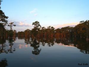 Caddo Lake scenery
