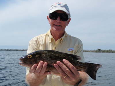 The mangrove snapper ate a live pinfish in Pine Island Sound