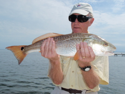 A Pine Island Sound Redfish