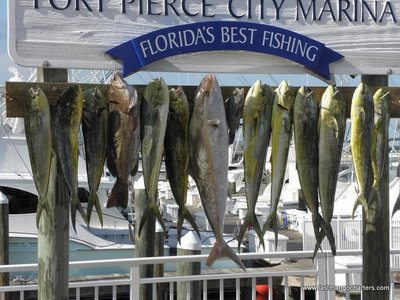 Another good day on the ast Mango