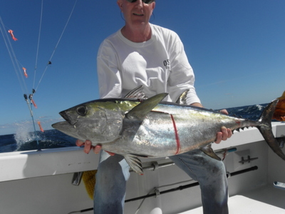 big blackfin tuna
