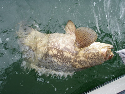 NO LIFTING THIS ONE!!!