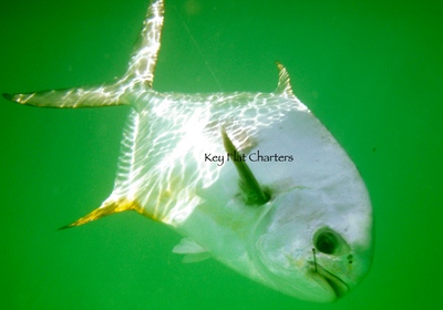 November Permit Fishing!