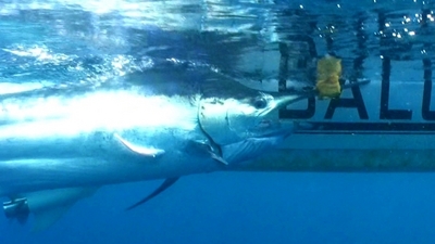 Marlin under boat