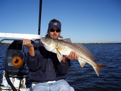 Tailing Mosquito Lagoon Redfish