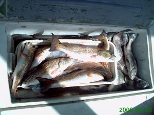 We could have caught more Reds, but where would we put them? With 100 Trout on the bottom, 20 Drum in front, and 13 Reds on top there was no more room. Besides it was time to get back and watch LSU.