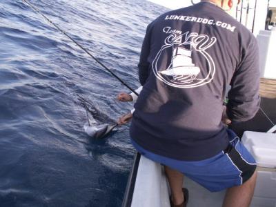 sailfish release