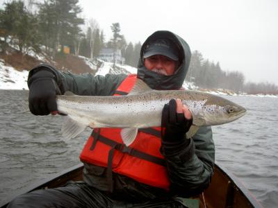 Ron with a nice Springer