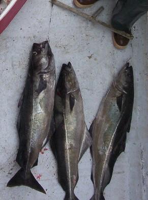 Chad with 18 lb pollock caught on Thursdays trip.