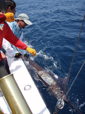 marlin by boat