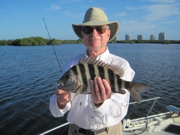 16-inch sheepshead, on shrimp