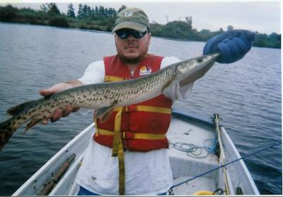 A 3 foot longnose gar caught in the Raisin River.