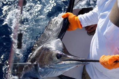 Lortcher Group Sailfish