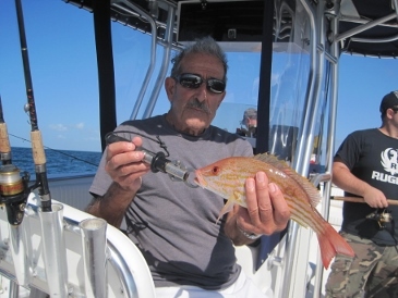 14-inch lane snapper, on shrimp