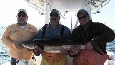 50 plus pound cobia