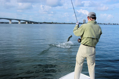 Rick Happle's Sarasota Bay fly trpon jump