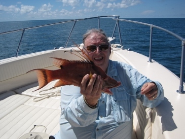 15-inch hogfish, on shrimp