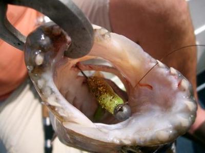 Close up of Tiger on Drop Shot