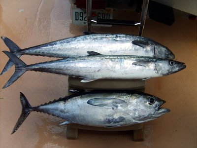 Mixed bag of Good Tasting Seafood!