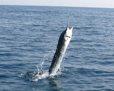 YOU HAVE TO COME CATCH ONE