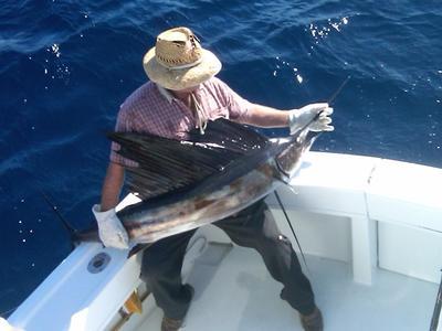 Sailfish for Purina