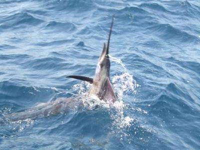 Sailfish on Fly of Durban