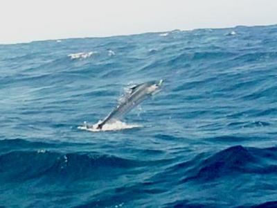 Sailfish caught Fly Fishing