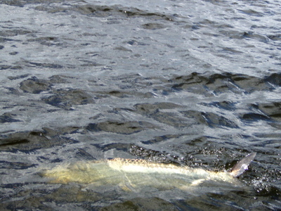 tarpon