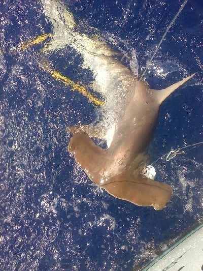 hammerhead shark