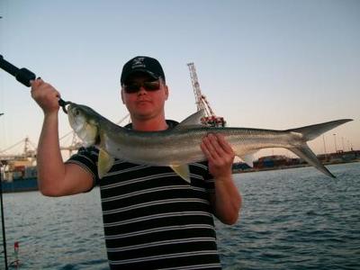 Large Springer on Drop Shot