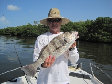 25-inch black drum, on shrimp, in estero Bay, SW FL