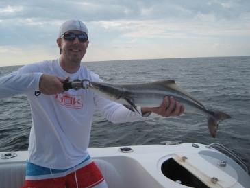 27-inch cobia on shrimp, released in Estero Bay