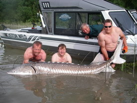 early July 325 lb Sturgeon caught with Silversides