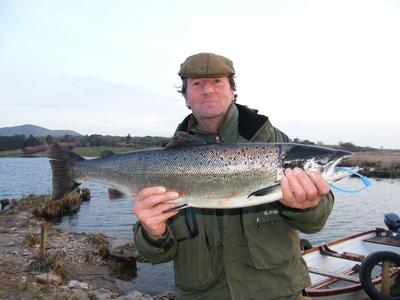 Wild Atlantic Salmon