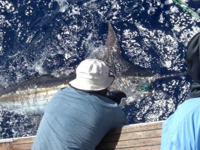 Tagged blue marlin