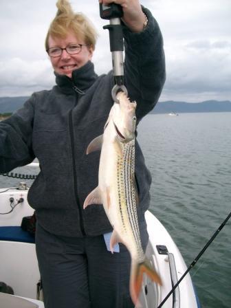 Tiger Fish on Drop Shot